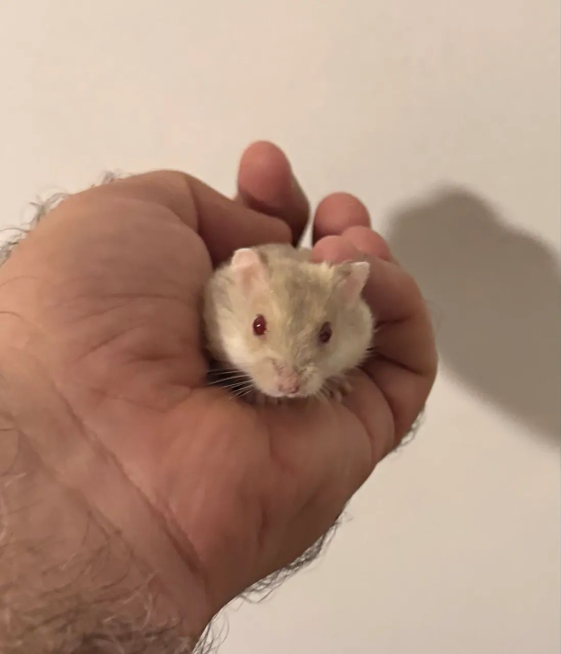 Filhotes Hamster Sírio 65203711332993121
