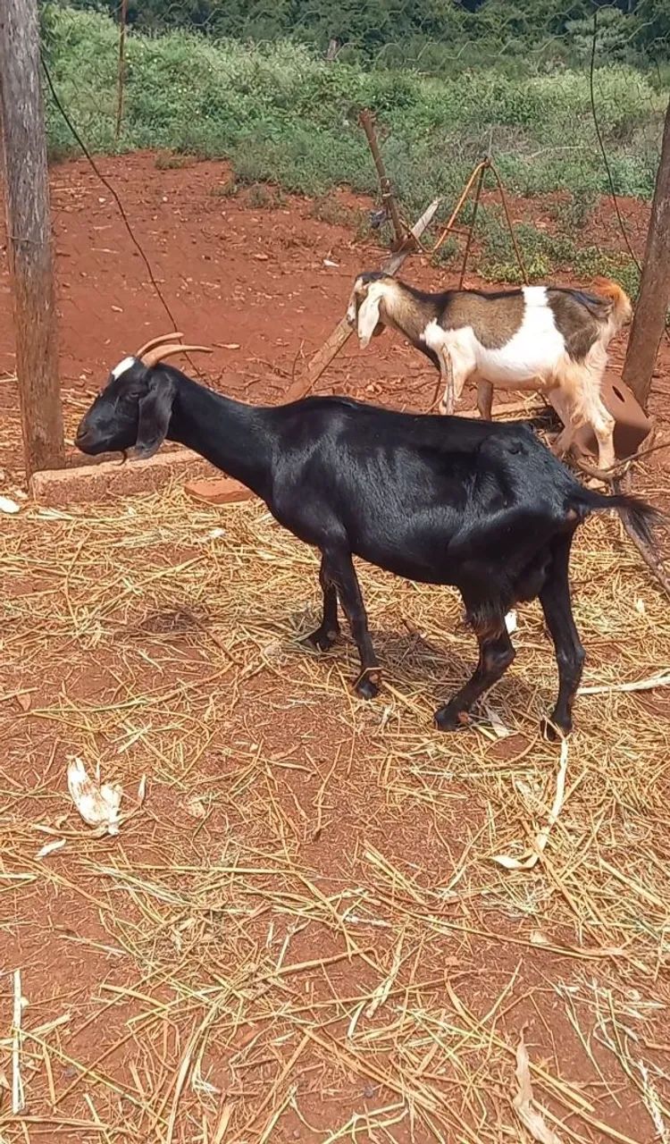CABRITA CABRA PRETA 