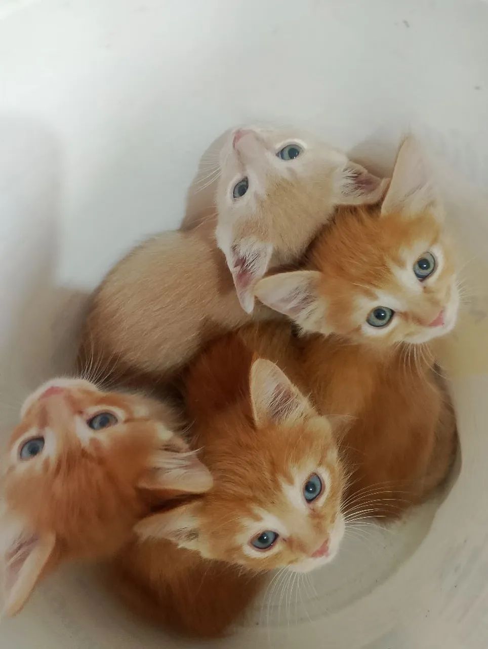 Gatinho doação 