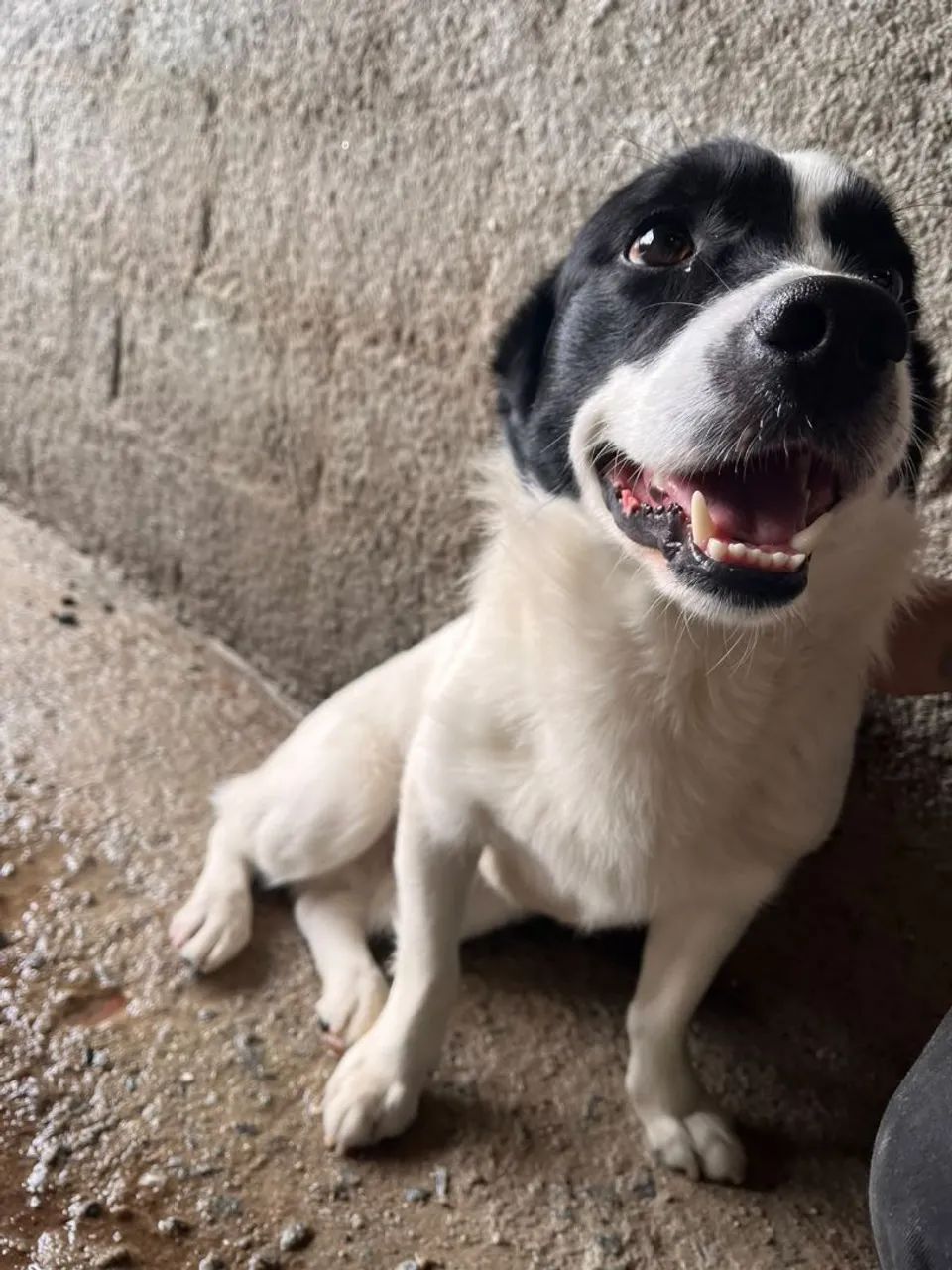 Cachorro com 1 Ano 