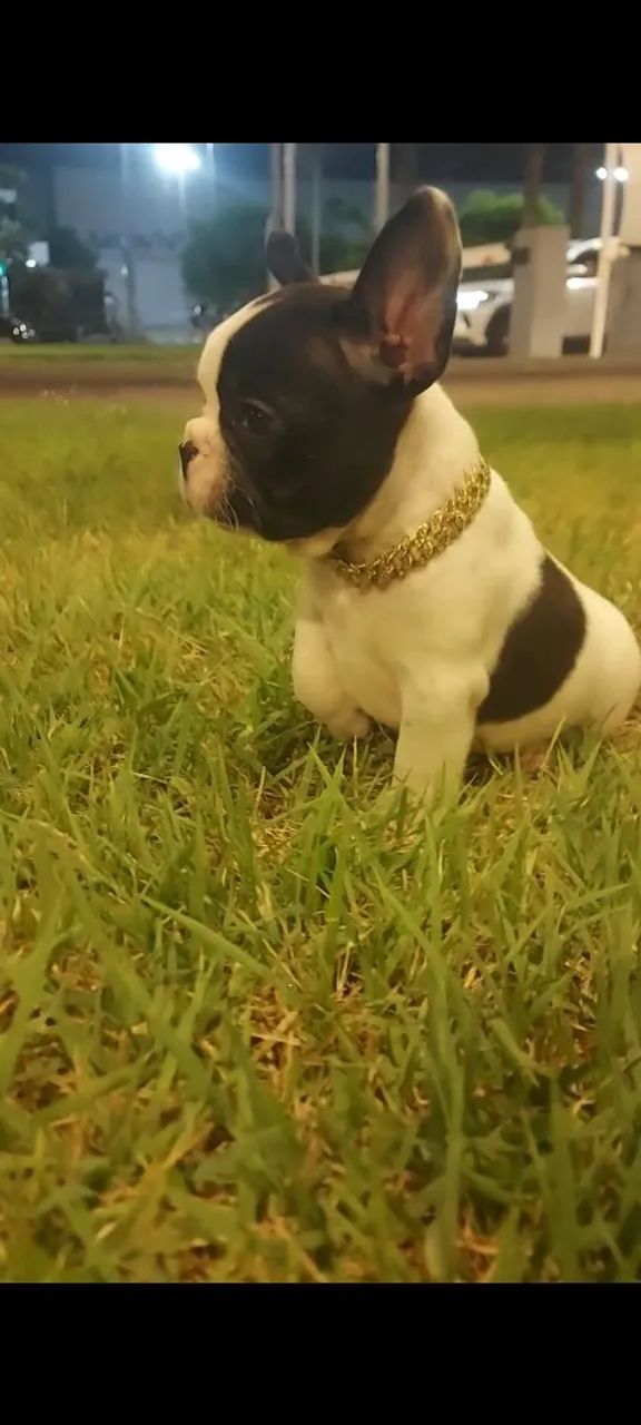 Buldogue francês micro 