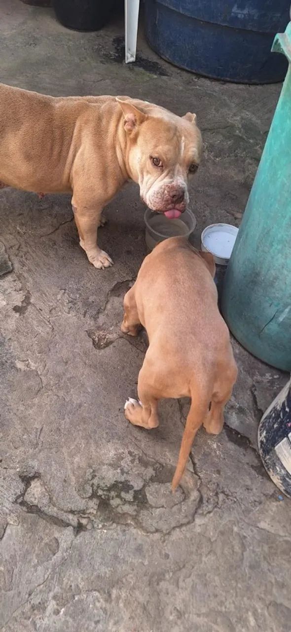 Vendo filhote american bully  - Foto 4