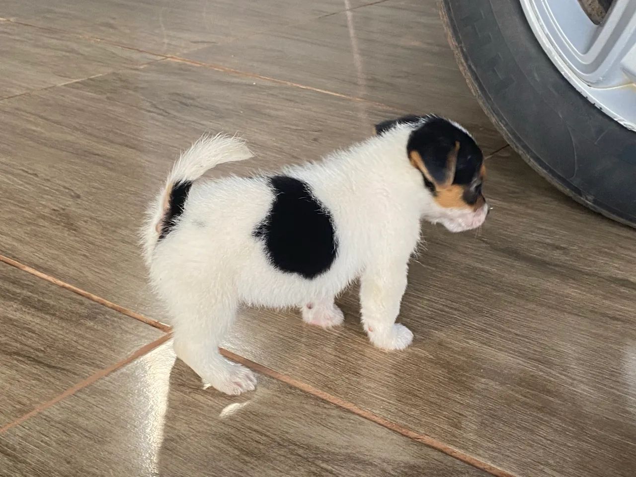 Jack russel  - Foto 5
