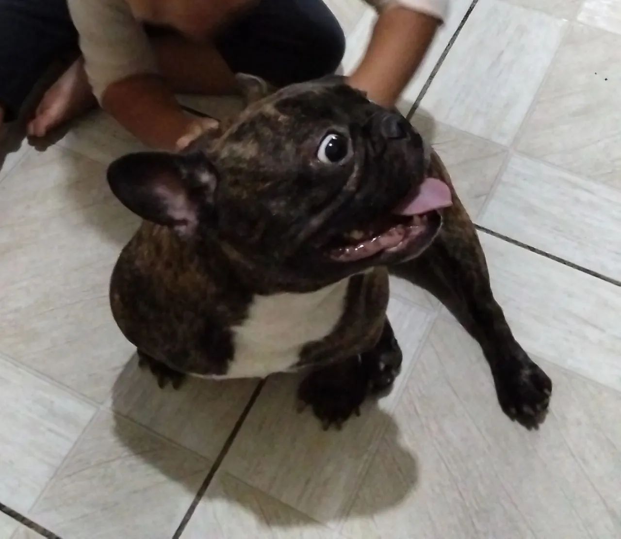 Bulldog francês  - Foto 2