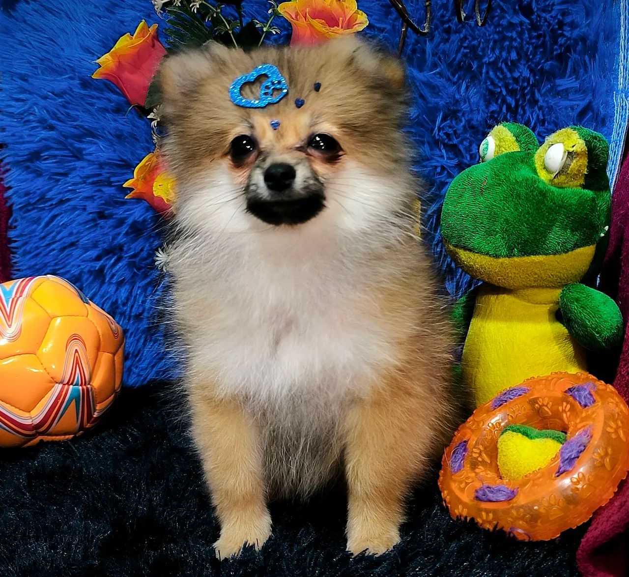 Lulu da Pomerânia macho laranja  - Foto 2