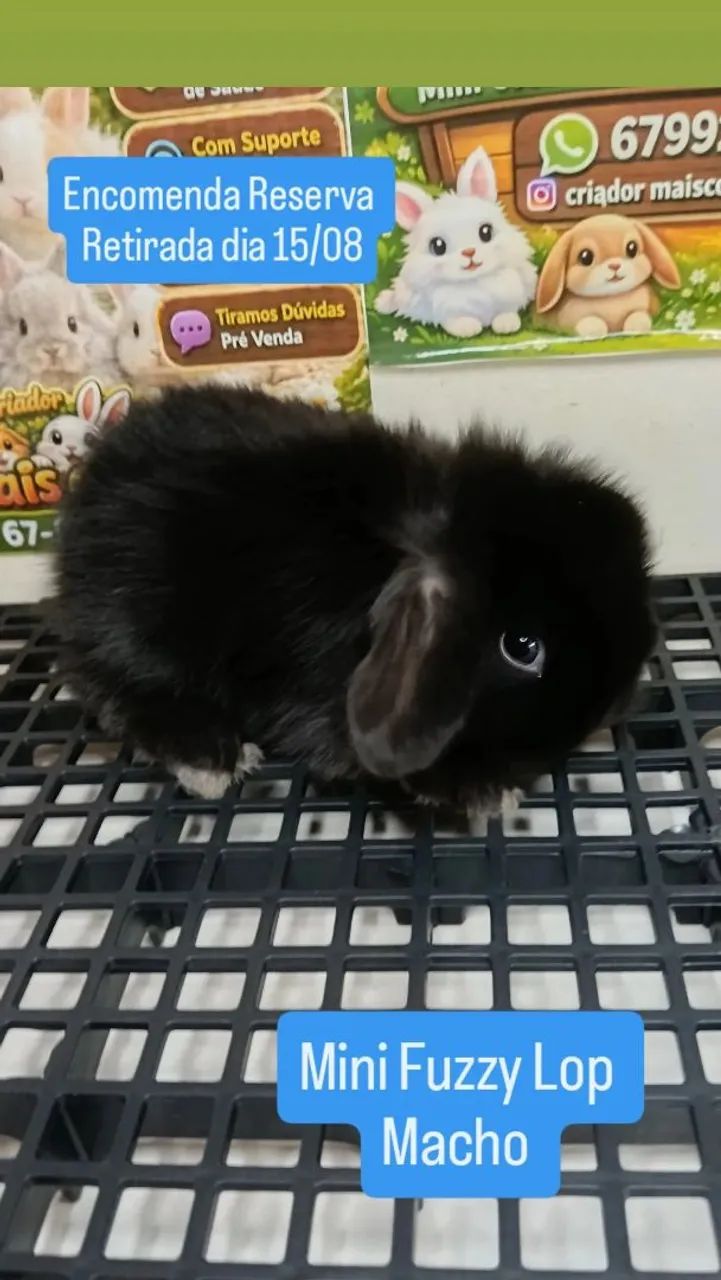 Mini Coelho Variadas Raças e Valores  - Foto 2