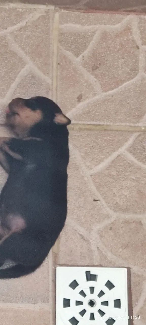 Rottweiler  - Foto 5
