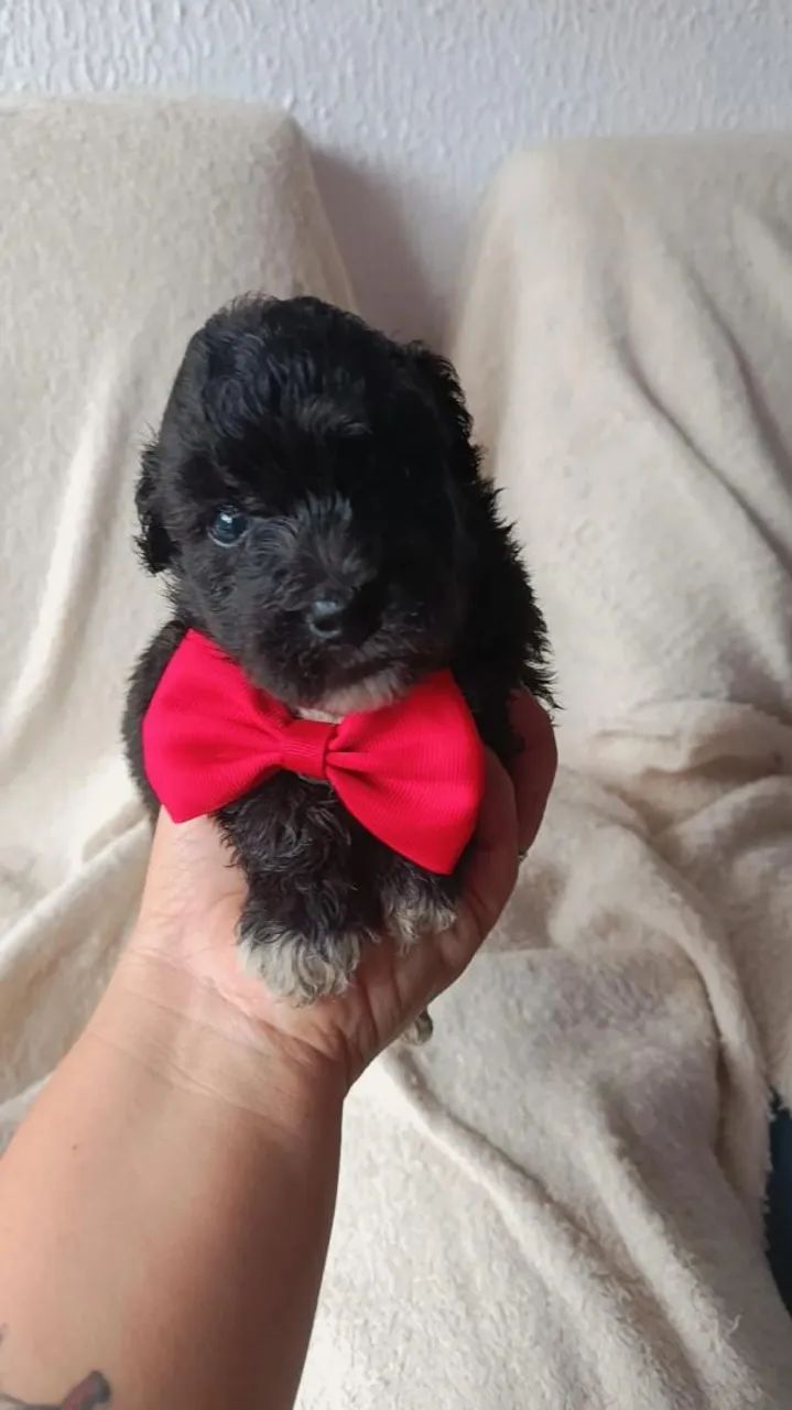 Poodle Toy  - Foto 5