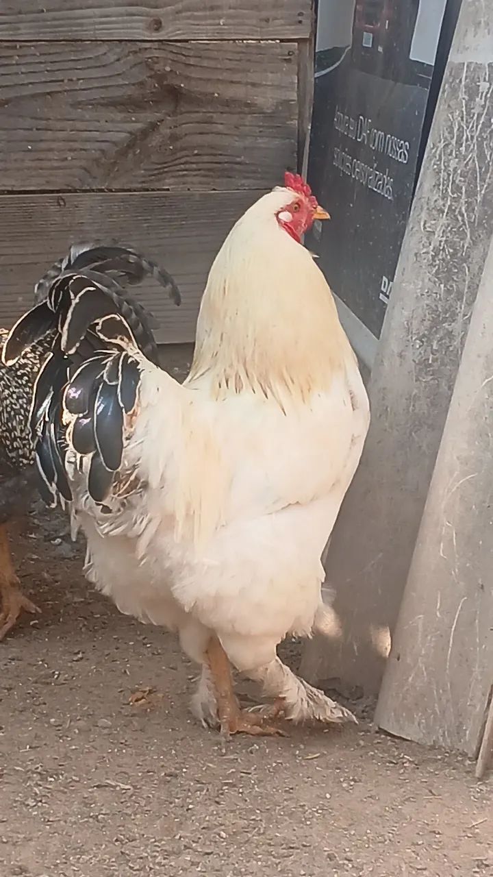Brahma light - Foto 2