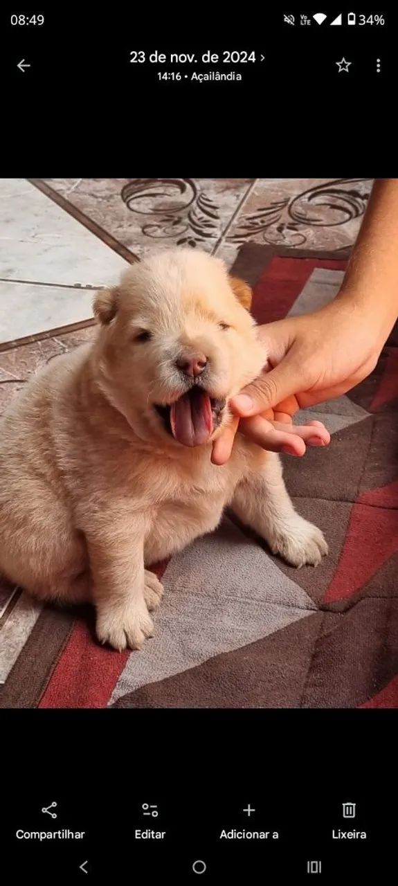 ChoW chow  - Foto 4