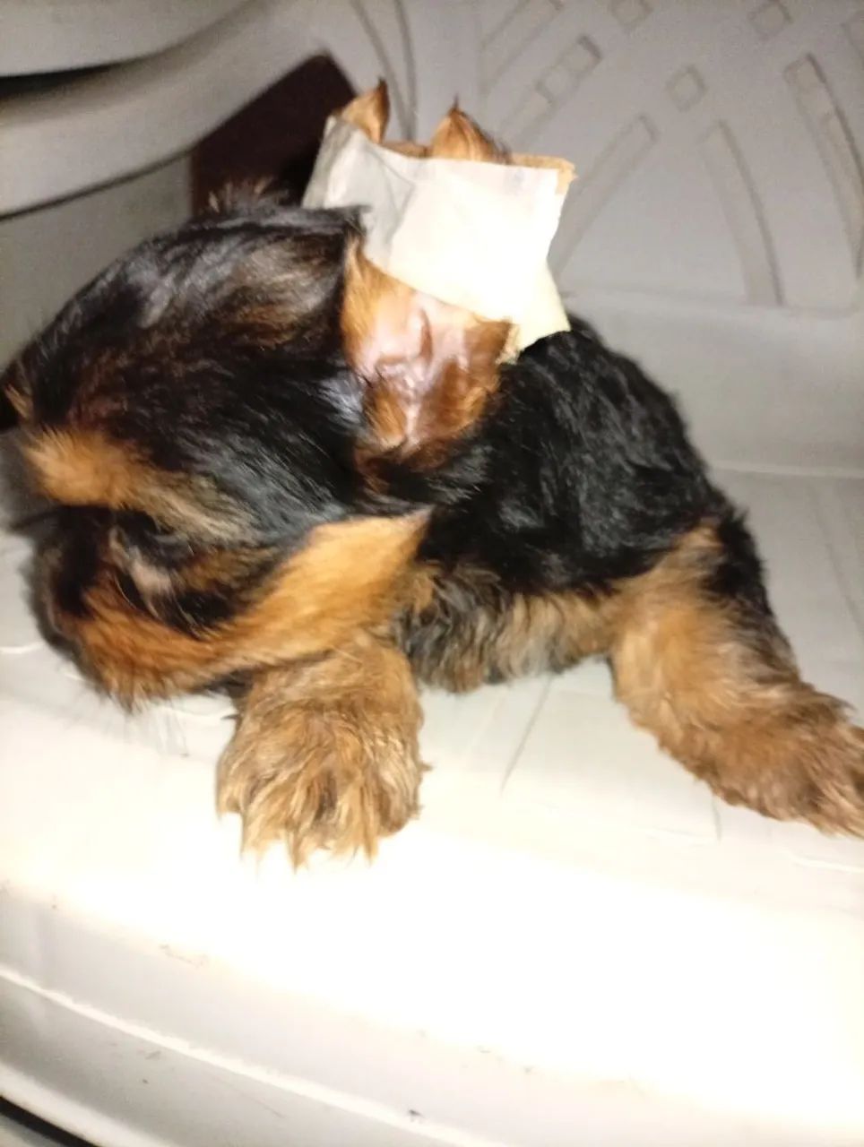Cachorro  - Foto 2