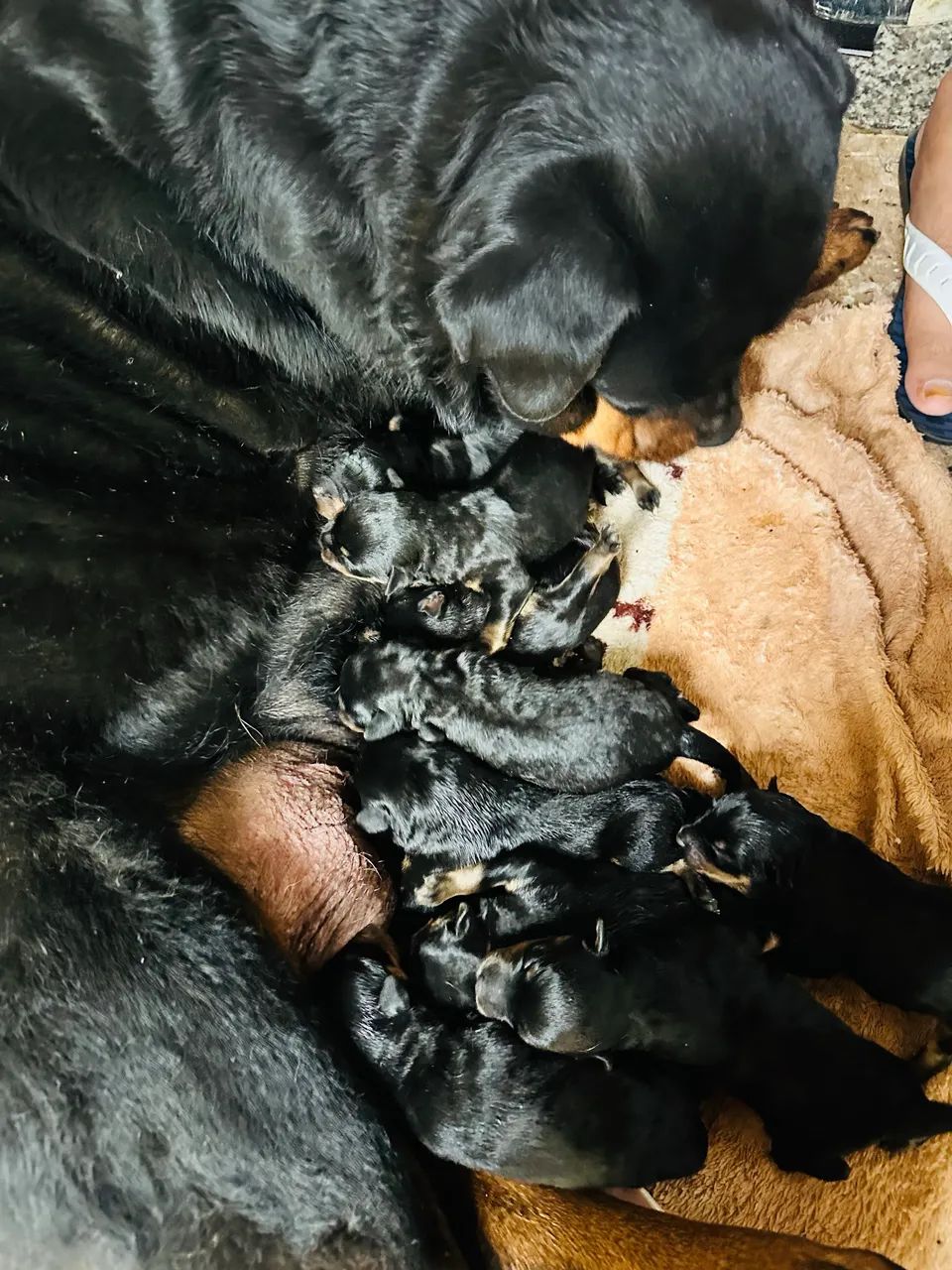 Rottweiler  - Foto 2