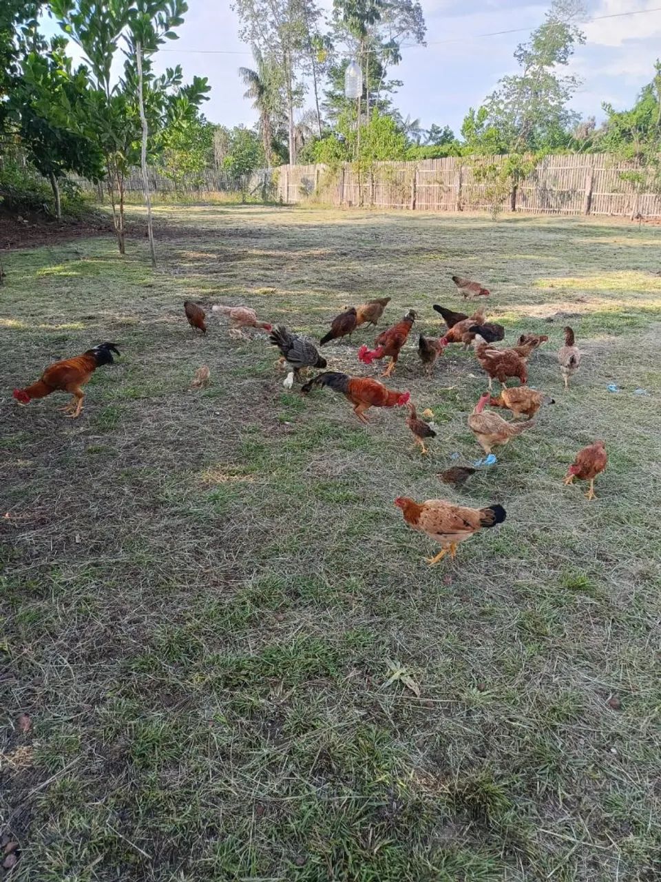 Vendo terreno no touro bravo  - Foto 2