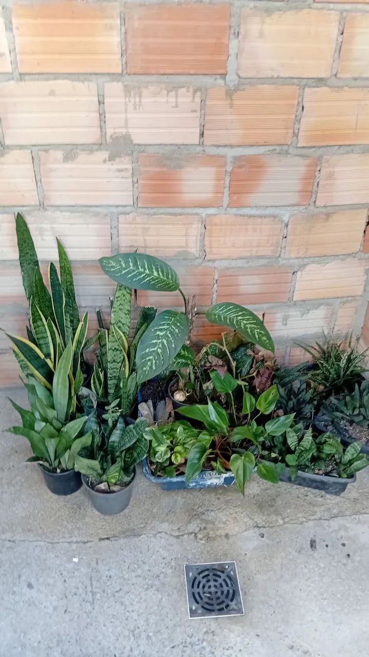 Plantas 