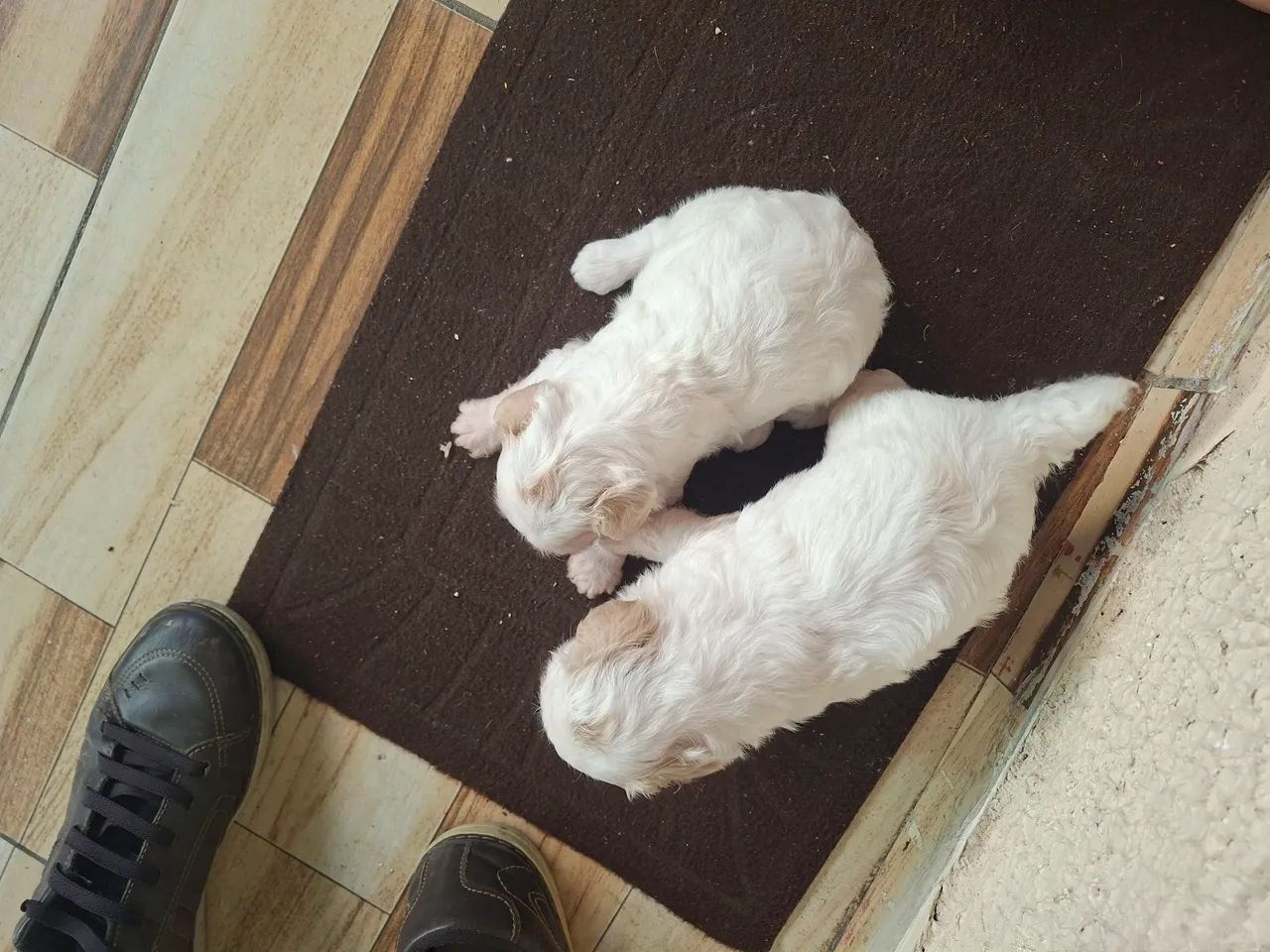 Poodle Zero Original - Foto 4
