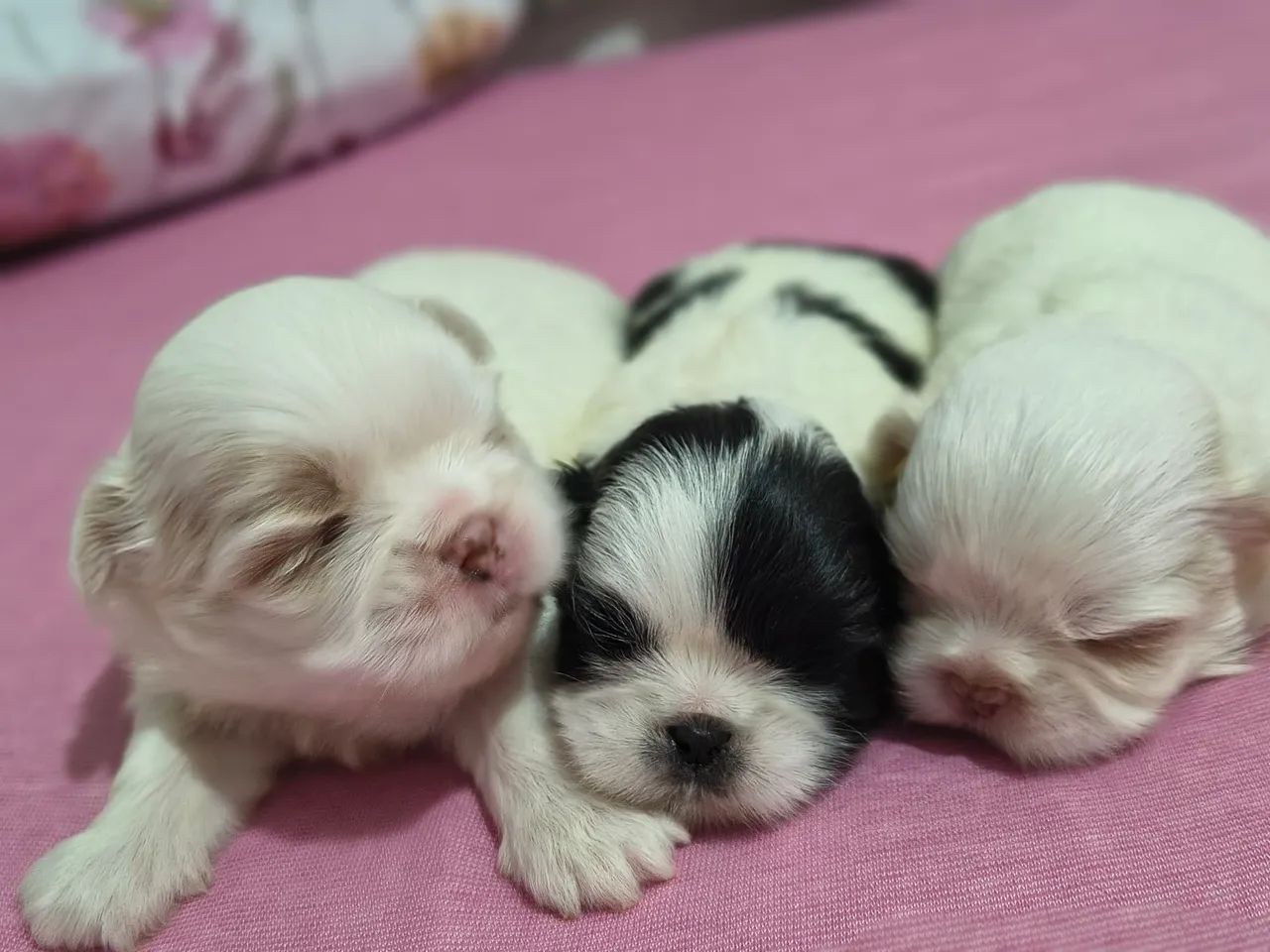 Filhotes de shih tzu - Foto 2
