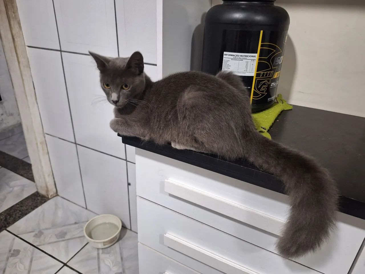 Doação de gato filhote - Foto 3