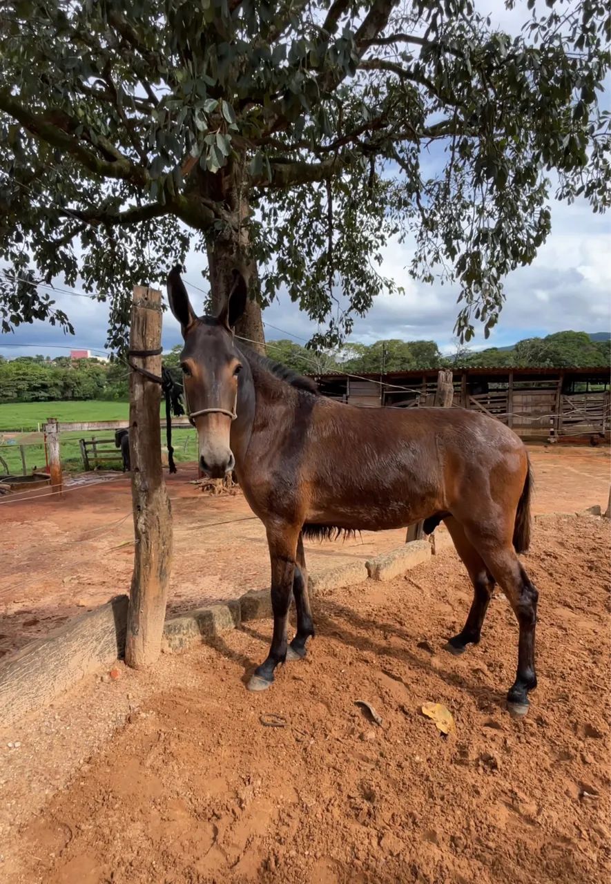 Burro  1,2 anos  - Foto 4