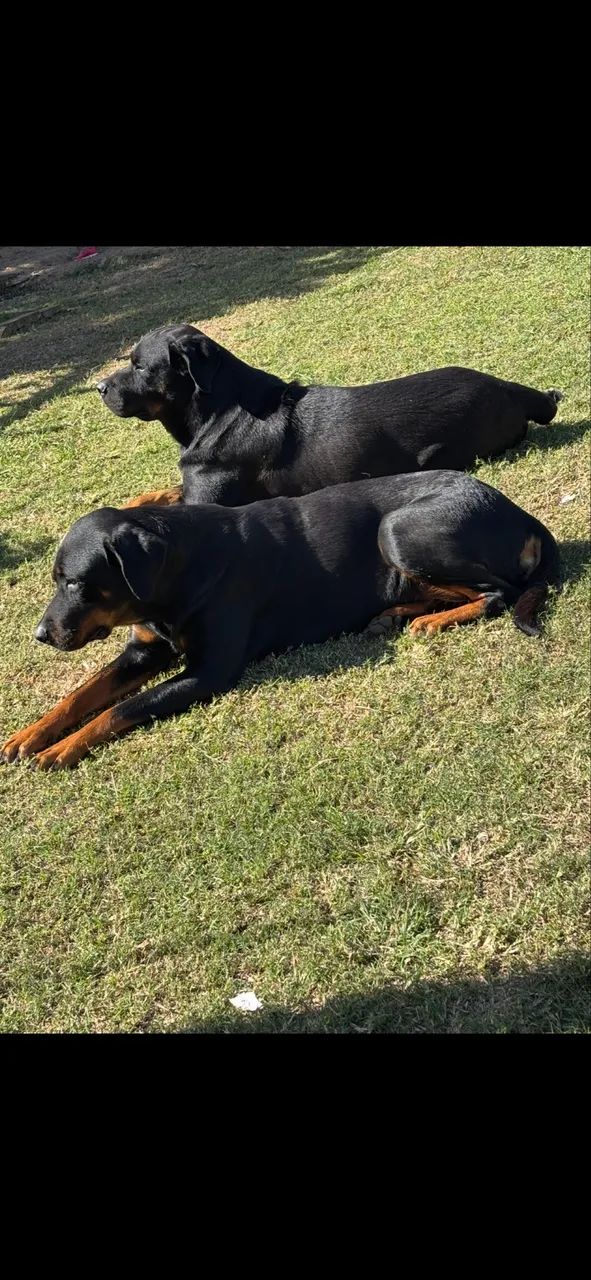 Rottweiler - Foto 2