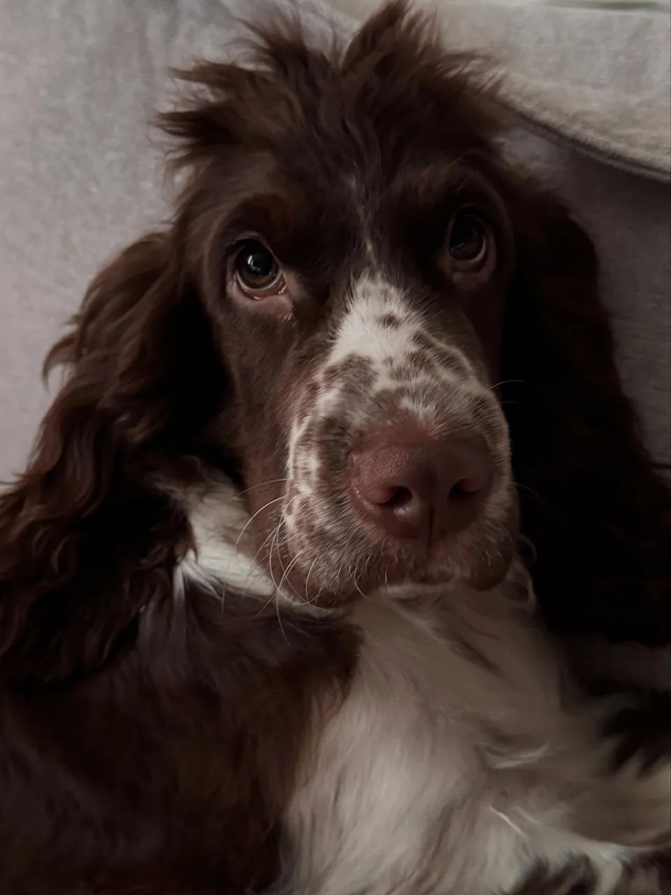 COCKER SPANIEL PROCURA NAMORADA - Foto 2
