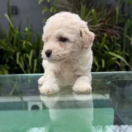 Poodle mini