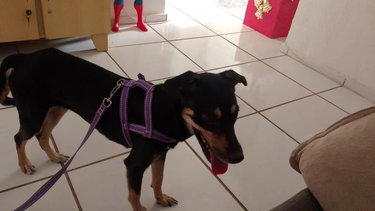 Para adoção!  - Foto 2
