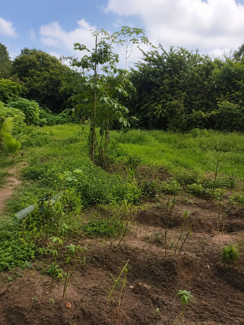 Vende-se sítio em Abreu lima com 4.500m - Foto 4