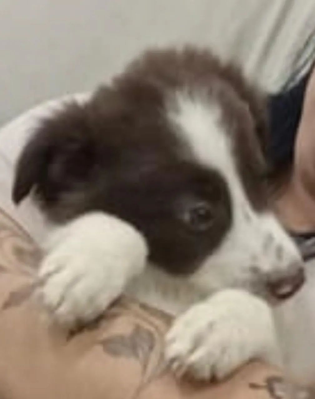 Border collie branco e chocolate 