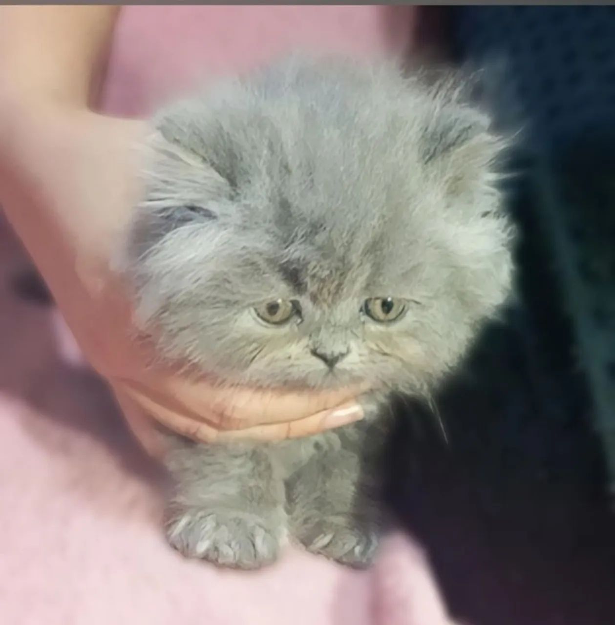 Gato persa legítimo pelagem muito macia  - Foto 3