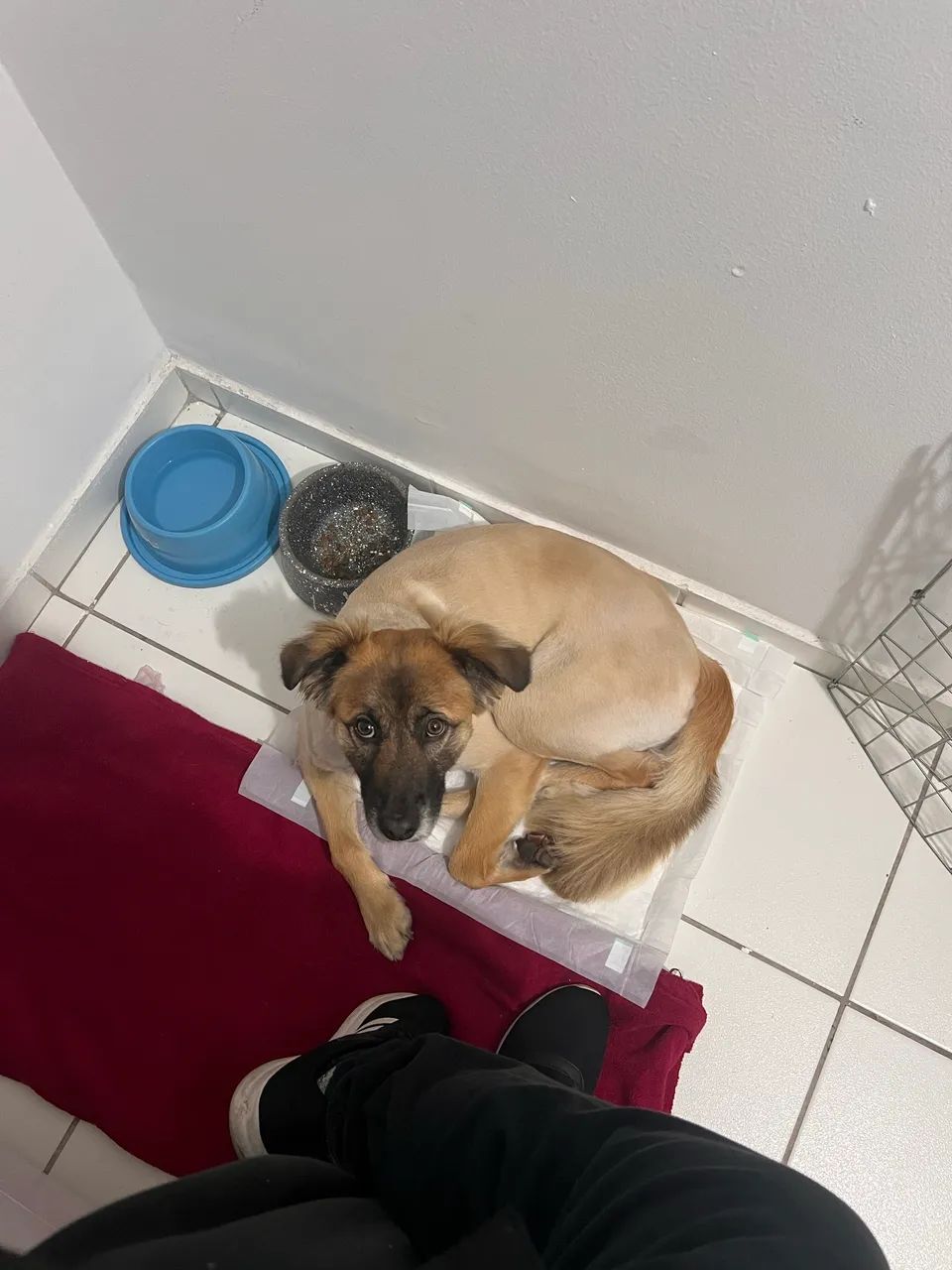 Adoção Responsável - Cachorro - Foto 2