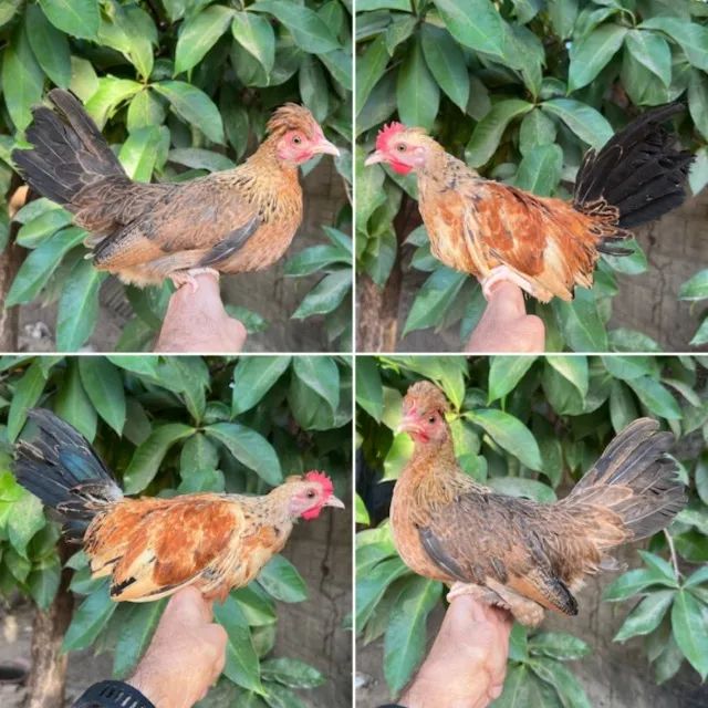Casais de mini galinhas - Foto 2