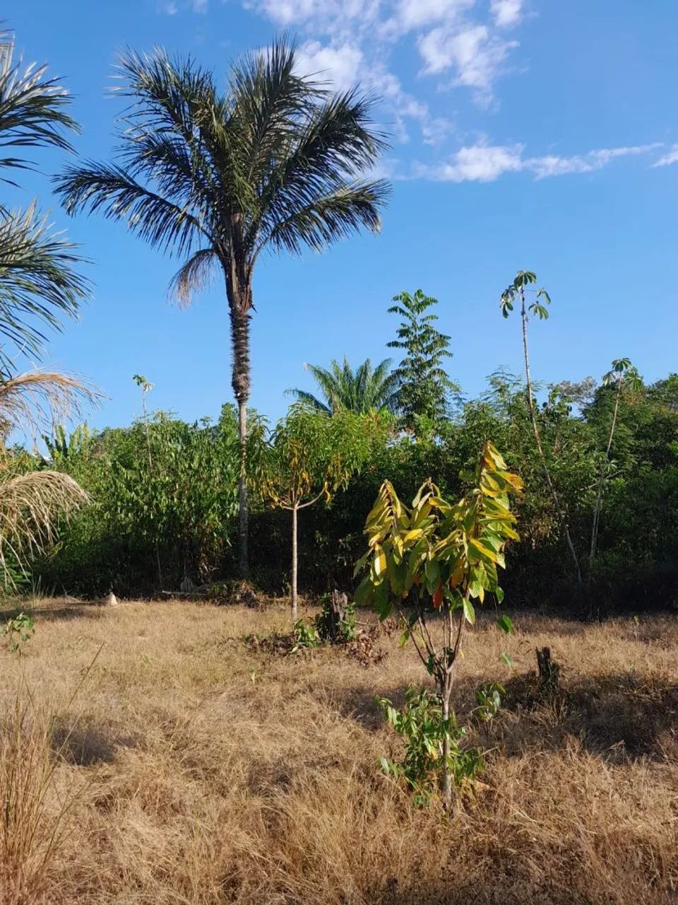 Não  - Foto 5