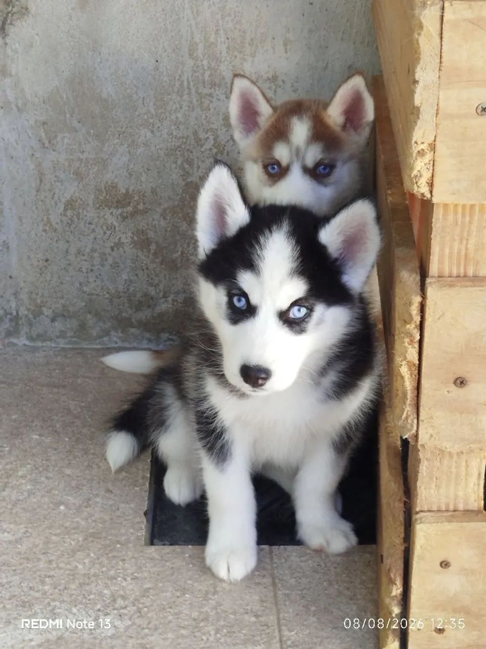 Husky Siberiano  - Foto 2