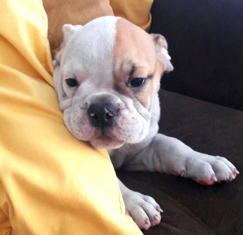 Bulldog Inglês Bulldog Ingles os Amores para sua familia