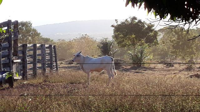Chácara/Sítio 25 Hectares - Foto 19