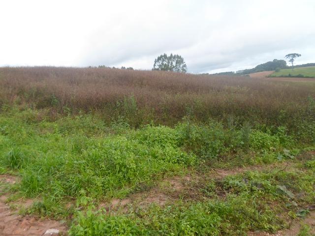 Terreno 1 alqueire e meio - Foto 2