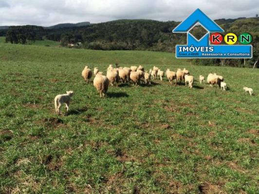 Fazenda - Fazenda a Venda no bairro Área Rural de Ponta Grossa - Ponta Grossa, P...