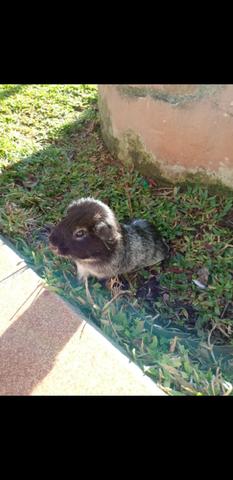 Procuro um lote de 6 animais 3 Us Teddy e 3 inglês europeu