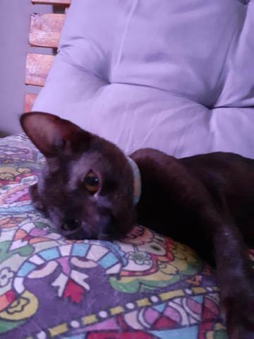 Adoção filhotes gatos - Foto 2