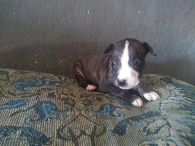 Vendo filhote de pitbull $ 500,00 - Foto 2