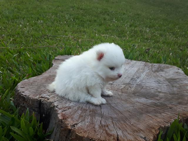 Spitz alemão macho - Foto 2