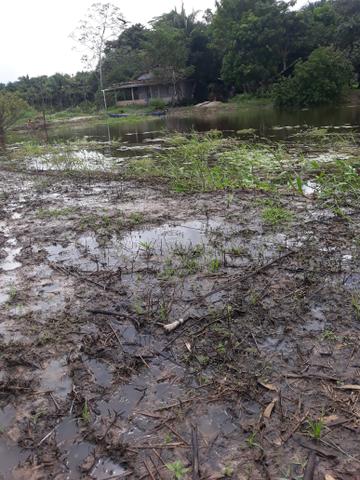 Terreno e fazenda - Foto 4