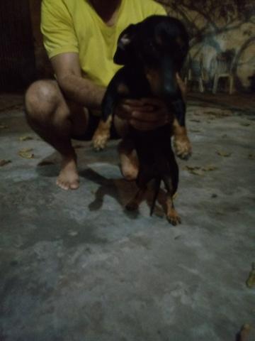 Salsichinha atras de uma namorada! - Foto 4