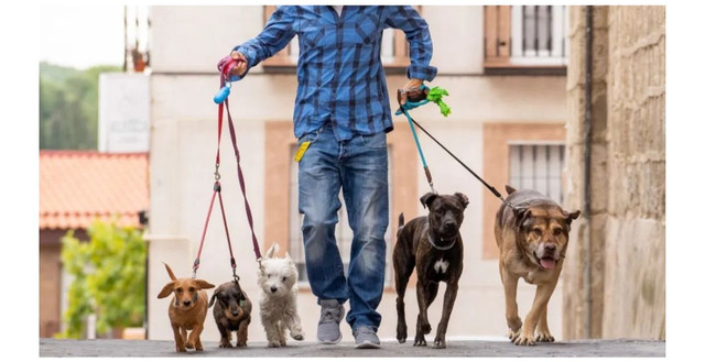 Dog walker/ Passeador de cães
