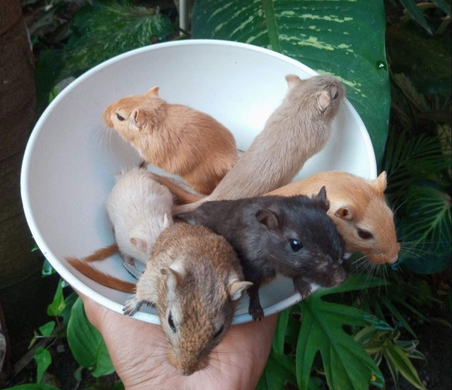 Gerbil, Esquilo da Mongolia