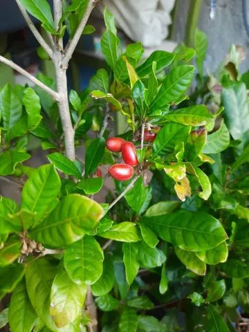 Mudas frutíferas enxertadas produzindo - Foto 2