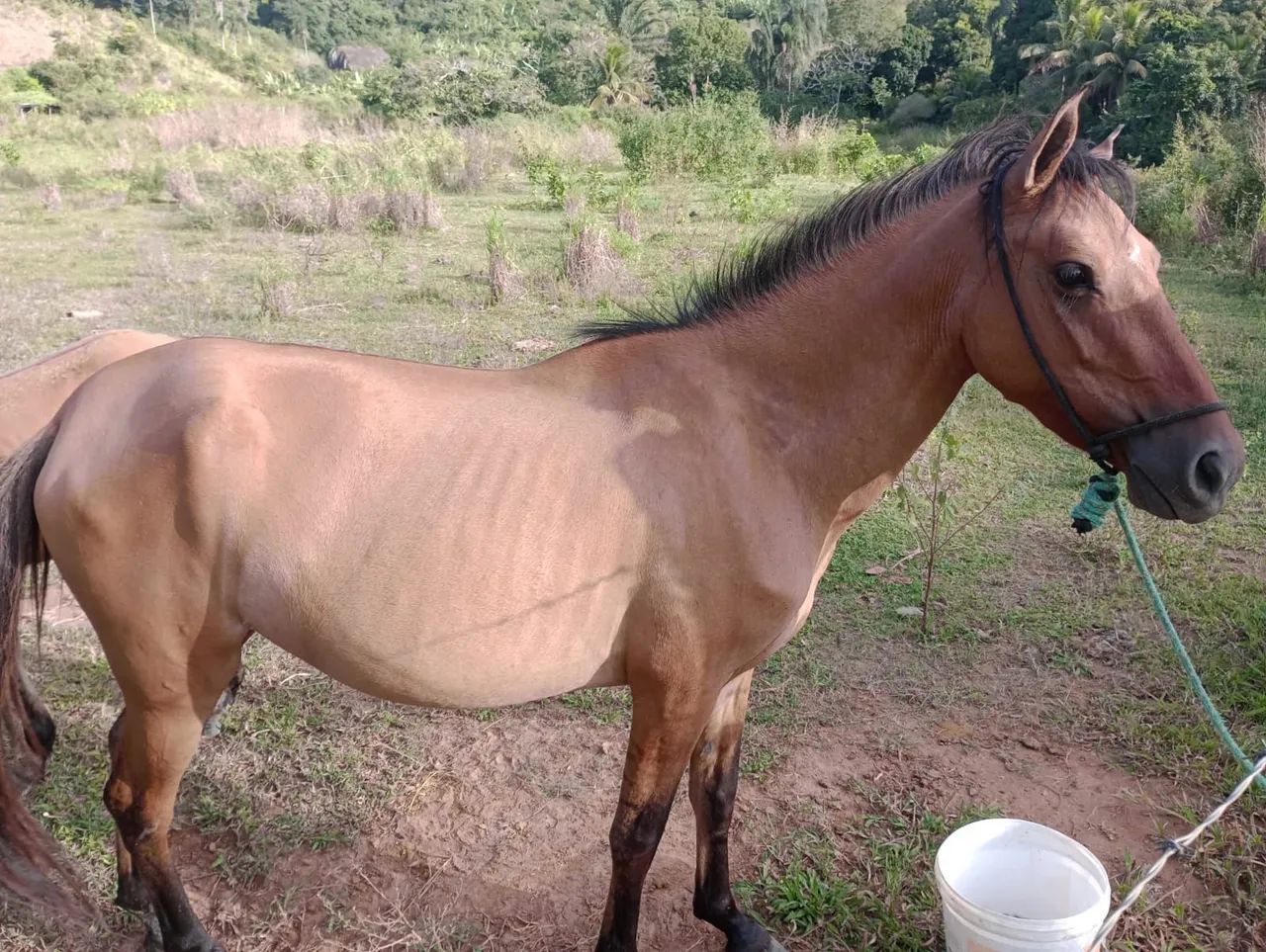 Égua com potra  - Foto 3