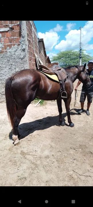 Potro puro com documento  - Foto 3