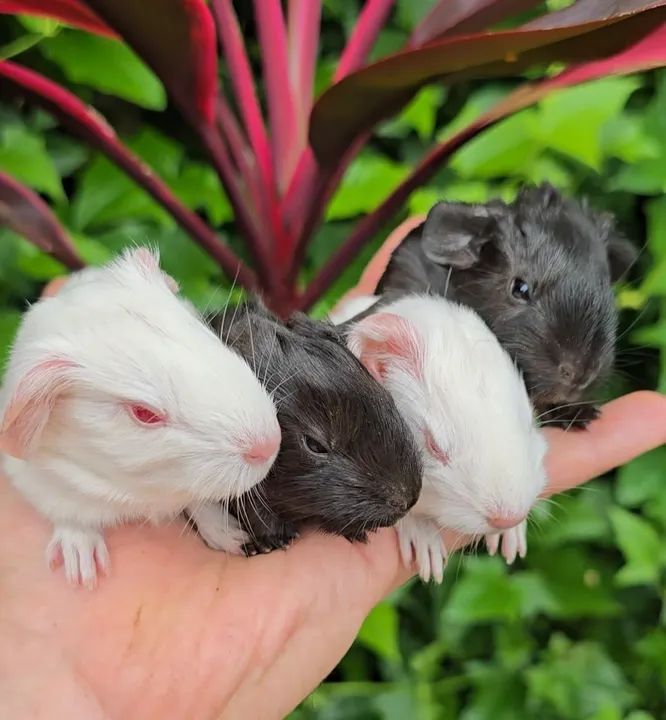 porquinhos da india - Foto 2