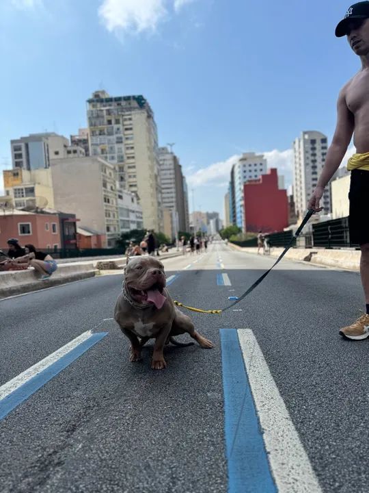 American Bully procura-se fêmea para cruzar. - Foto 4